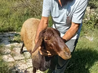 Qoç, Qoyunlar — foto 8