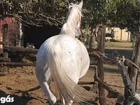 घोड़ी, Lipizzaner — फ़ोटो 2