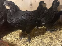 Australian Pit Game fowl — photo 2