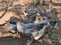 Geese — foto 5
