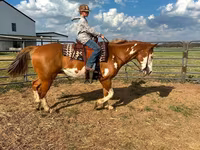 At, American paint horse — foto 7