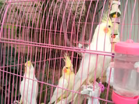 Korella qəfəs yuva munasib qiymete — фото 5