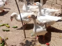 Geese — photo 2