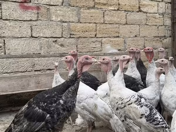 Turkeys — Azerbaijan