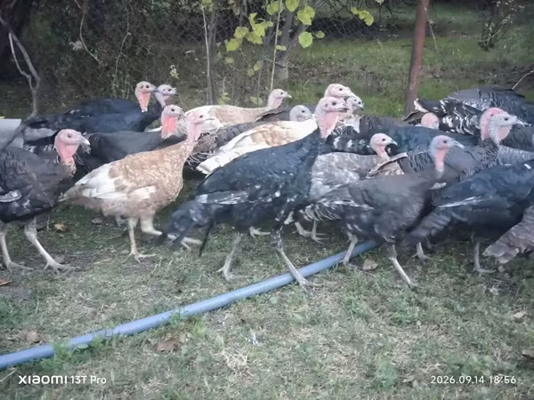 Turkeys