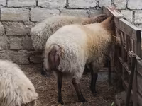 Qoç, Blackheaded Persian sheep — foto 6