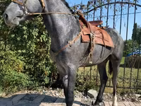 At, Hanoverian — foto 1