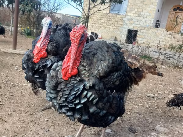 Turkeys — Aserbaidschan