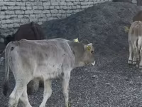 Buğa, Cersey irqi — foto 8
