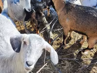 Коза, Альпийская коза — фото 8