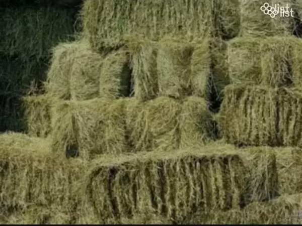 Խառը խոտ (խոտի տուկ) լավ որակի