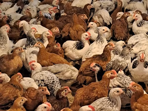 Chickens — Azərbaycan