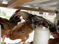 Chickens — photo 1