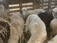 Ovce, Blackheaded Persian sheep — foto 5