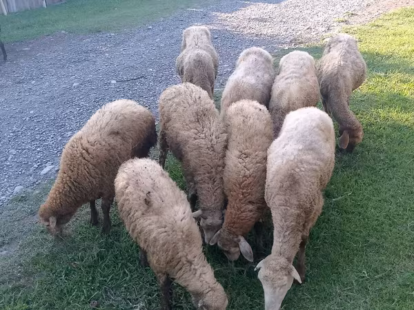Sheep (batch, sex not specified), Sheep — Azerbaijan