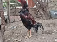 Chickens — الصورة 3