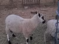 Baran, Cerry Hill sheep — zdjęcie 7