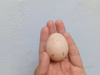 Australorp — foto 8