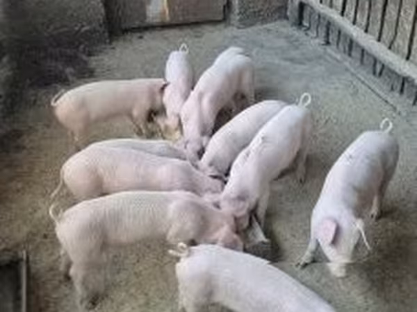 Prasata (šarže, pohlaví neuvedeno), Крупная белая