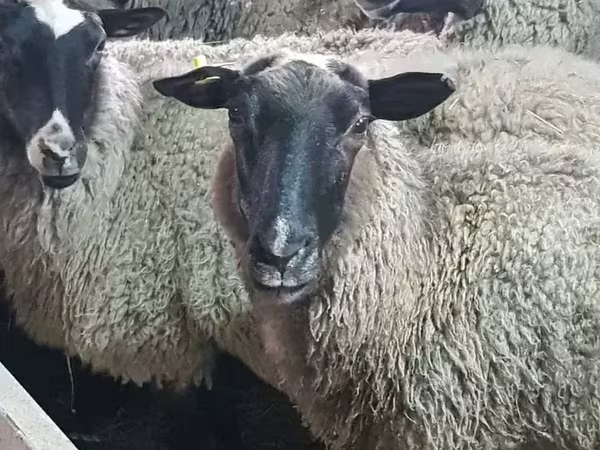 Schaf, Romanov sheep