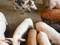 Säue, Schweine — Foto 3