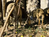 Qoç, Merinoland sheep — foto 6