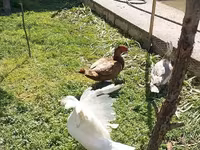 Ducks — फ़ोटो 6