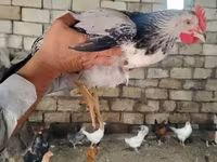 Chickens — photo 6