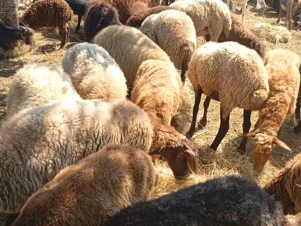 Sheep (batch, sex not specified), Sheep