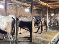 गाय, मवेशी — फ़ोटो 5