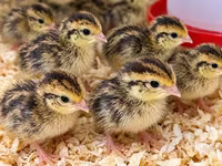 Quails — Foto 1