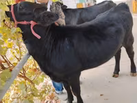 母牛, Limousin cow — 照片 2