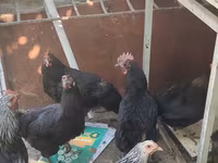 Chickens — photo 6