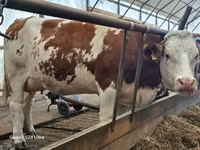 Byk, Simmental cattle — zdjęcie 5