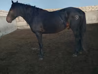 At, Kushum Horse — foto 5