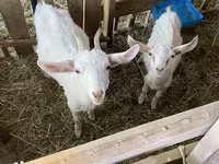 Goat, Goats — photo 3