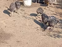 Turkeys — फ़ोटो 4