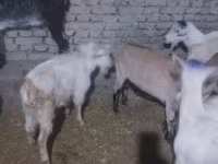 Kozioł, Saanen goat — zdjęcie 2