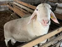 Qoç, Assaf sheep — foto 1
