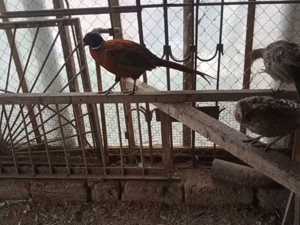 Guinea fowl — Azərbaycan