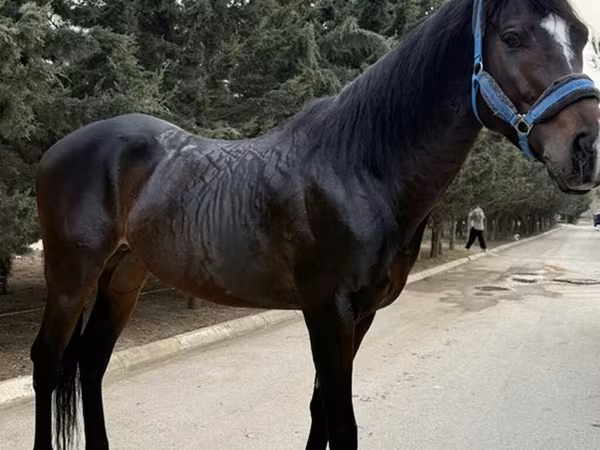 At, Thoroughbred horse