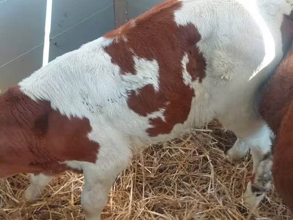 Cattle (batch, sex not specified), Simmental cattle