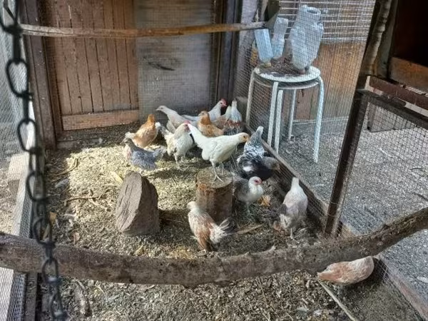 Holenderski bantam