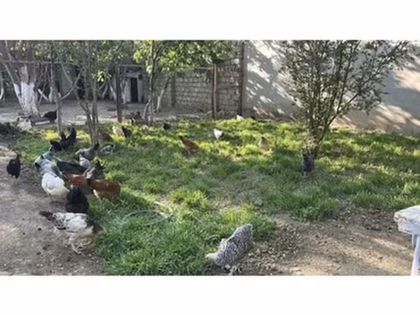 Chickens — Azərbaycan