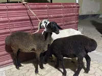 Sheep (batch, sex not specified), Sheep — photo 4