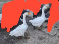 Geese — الصورة 4