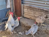 Leghorn — foto 2