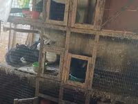 Chickens — foto 4