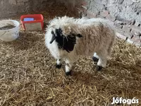 Beran, Wallis Country sheep — foto 3