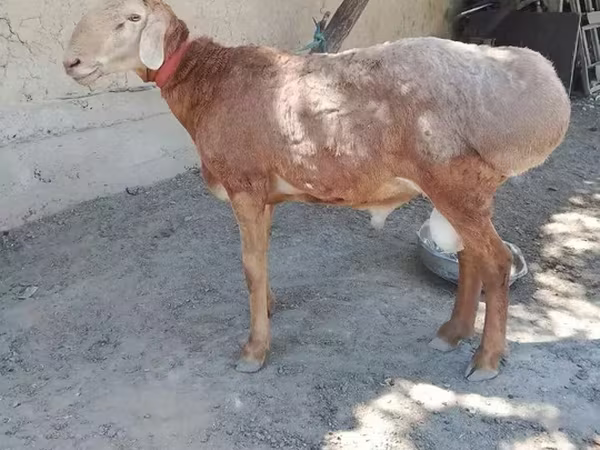 Carneiro, Arashan sheep